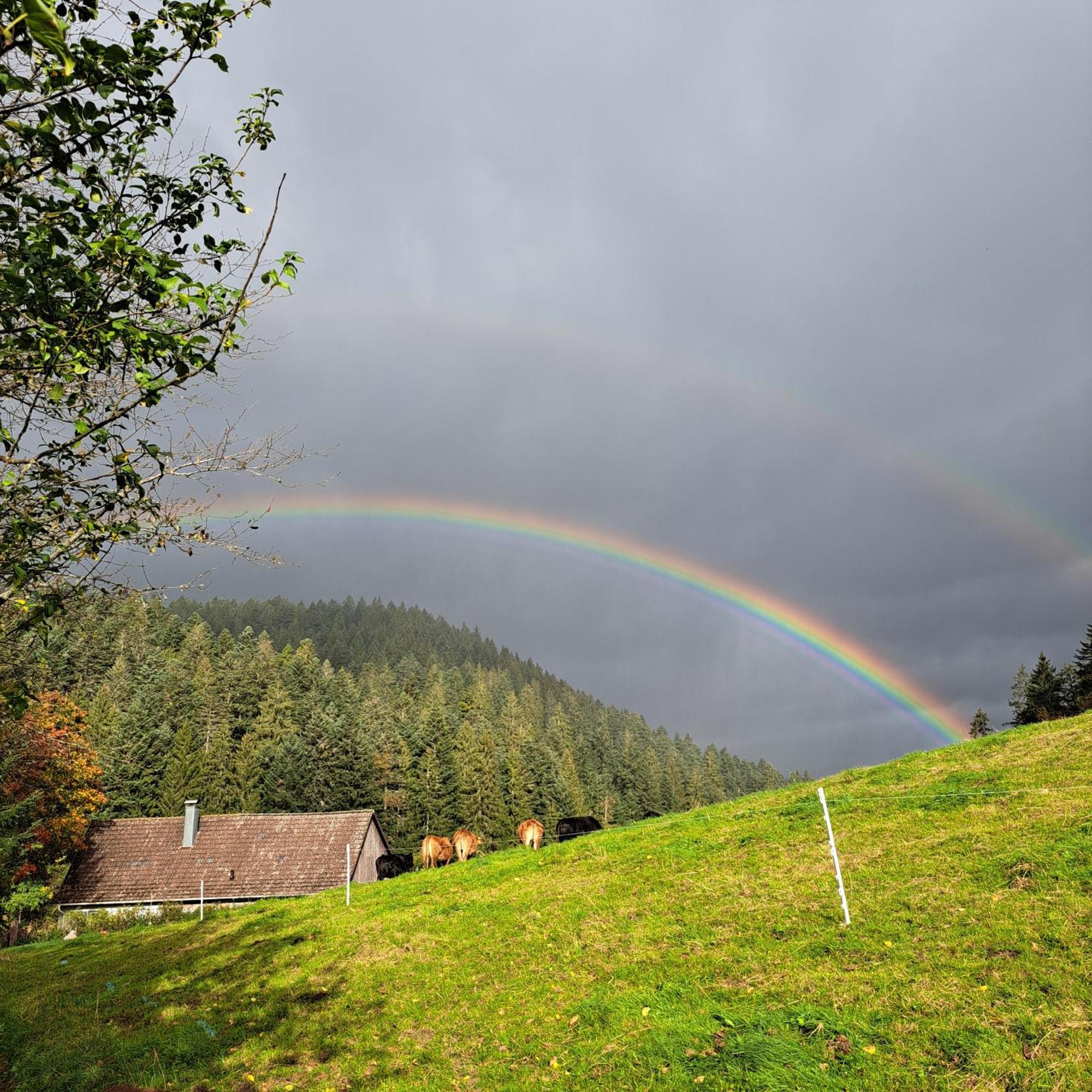 Ferienhaus Schwarzwald Seewald Erzgrube Badesee 100% Natur المظهر الخارجي الصورة