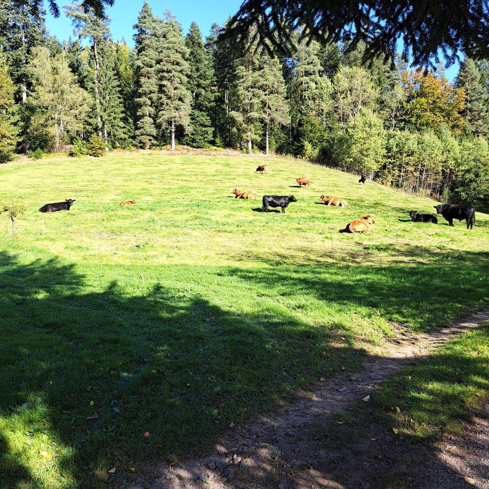 Ferienhaus Schwarzwald Seewald Erzgrube Badesee 100% Natur المظهر الخارجي الصورة