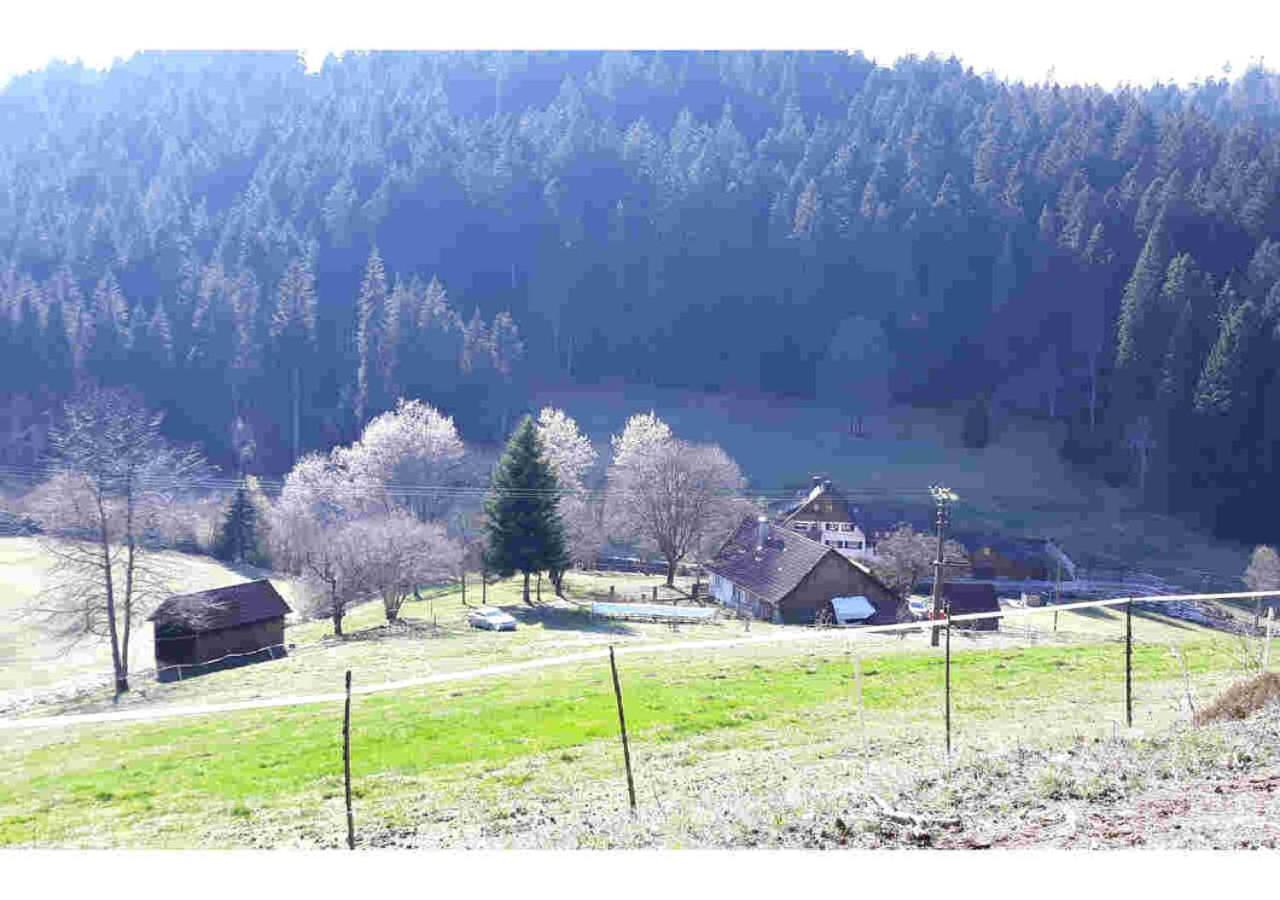 Ferienhaus Schwarzwald Seewald Erzgrube Badesee 100% Natur المظهر الخارجي الصورة